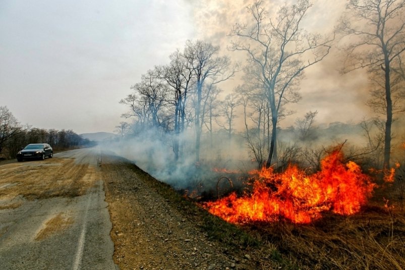 Теплая ветреная погода в ЕАО может способствовать распространению лесных пожаров 
