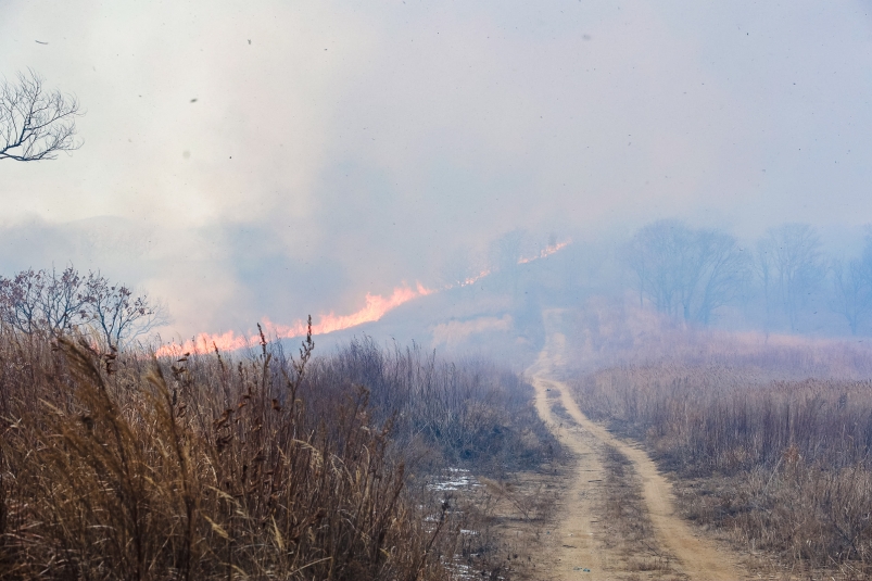 1,2 тысячу профессиональных огнеборцев задействуют при тушении лесных пожаров в Якутии
