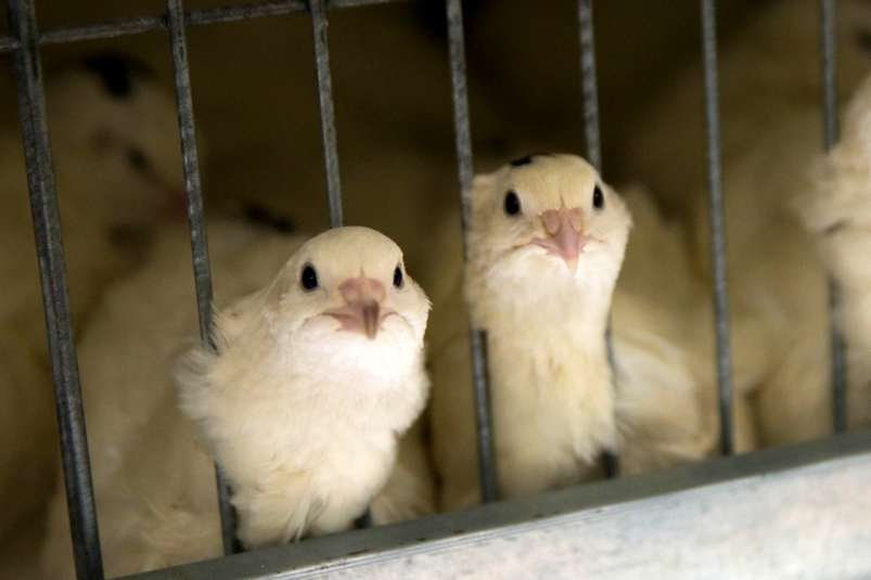 Владельцев птицефабрик предупредили об опасности высокопатогенного гриппа в Иркутске