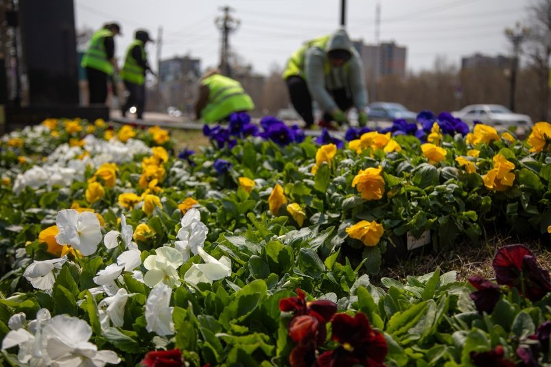 Южно-Сахалинск готовится к 1 маю: яркие цветы украсят городские улицы