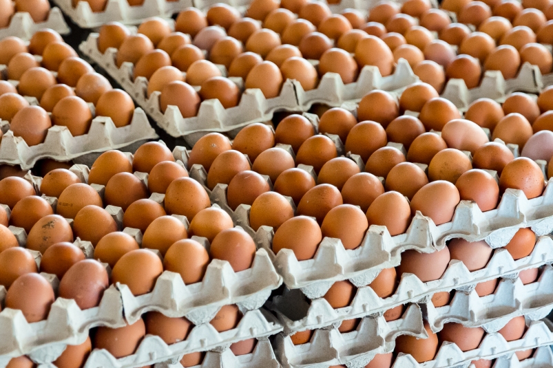 Птицефабрики Приморья намерены снизить цены на яйца