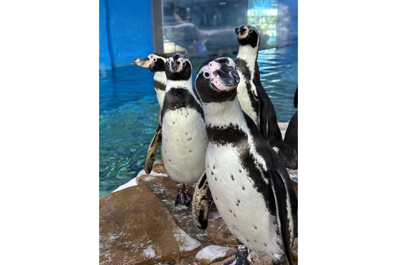 Семьи пингвинов в Приморском океанариуме готовятся к пополнению