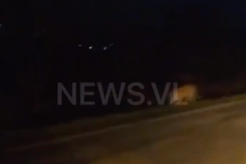 Водитель обомлел, когда увидел, кто выбежал на дорогу в Приморье - видео
