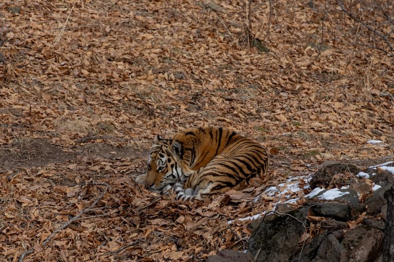 Охота на тигра: жители Приморья устроили необычные гонки
