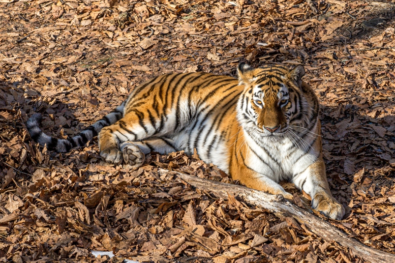 В Приморье проверяют информацию о нападении тигра на человека