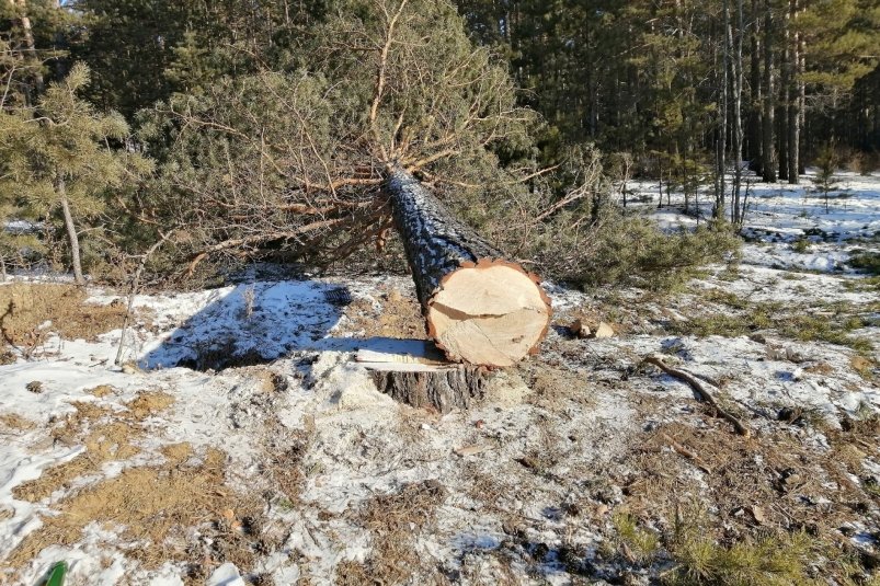 СКР в Приморье возбудил дело о контрабанде лесоматериалов на сумму более 13,5 млн рублей