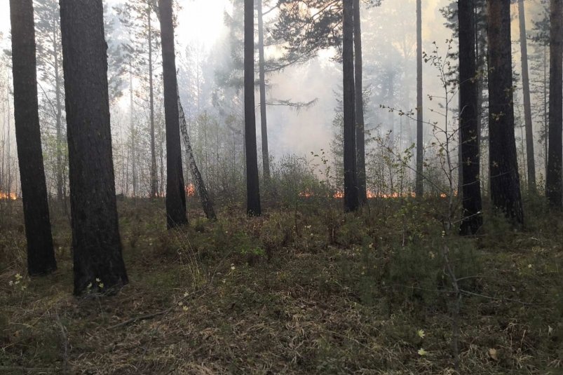Лес горит недалеко от СНТ "Электротехник" в Ангарске
