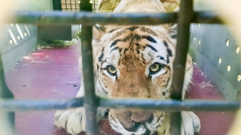 Аэрофлот перевёз травмированного тигра с Дальнего Востока в Москву