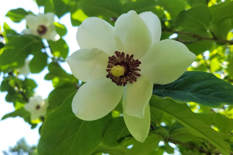 В Сахалинском ботаническом саду зацвела магнолия снизу-белая