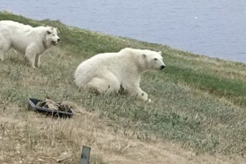 Белый медведь не дает жителям якутского села выйти из дома