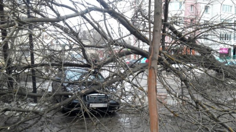 Холмчанин добивается через суд более 340 тысяч рублей за помятую деревом машину