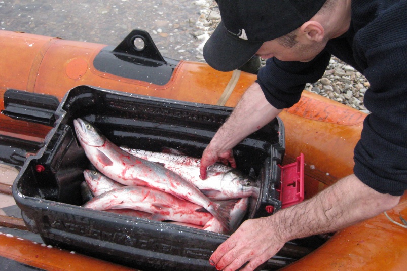 Весь улов лосося в Приморье в этом году направлен на внутренний рынок