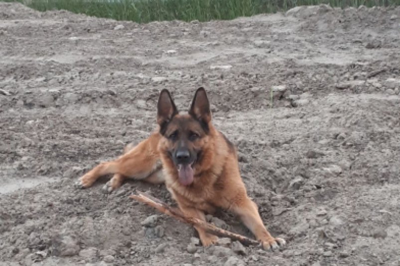 В Якутии служебная собака по кличке Джуна помогла полиции раскрыть кражу 