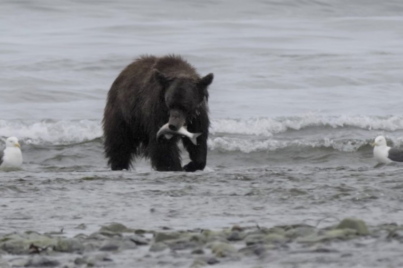 В Якутии отмечается рост случаев подхода медведей к населенным пунктам