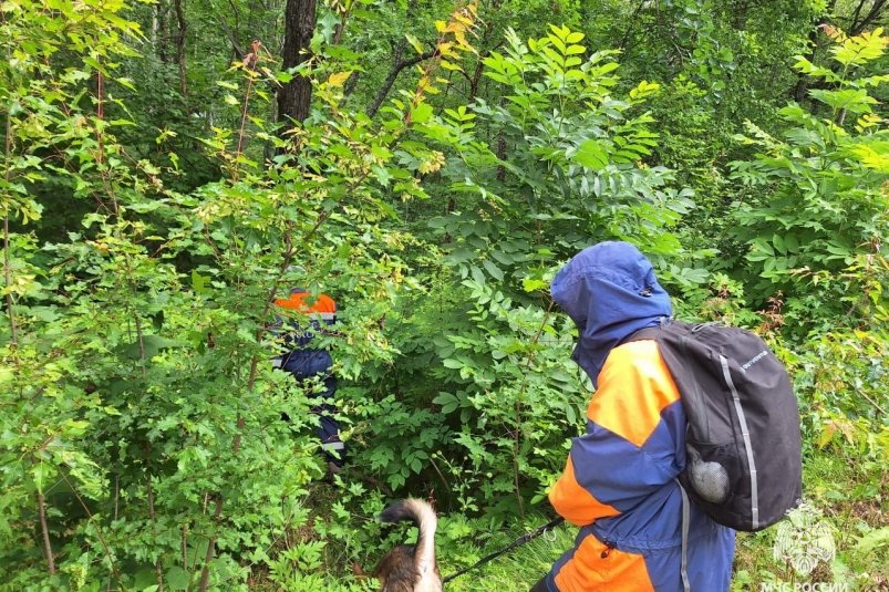 Ушли в лес за грибами и пропали два брата в Хабаровском крае