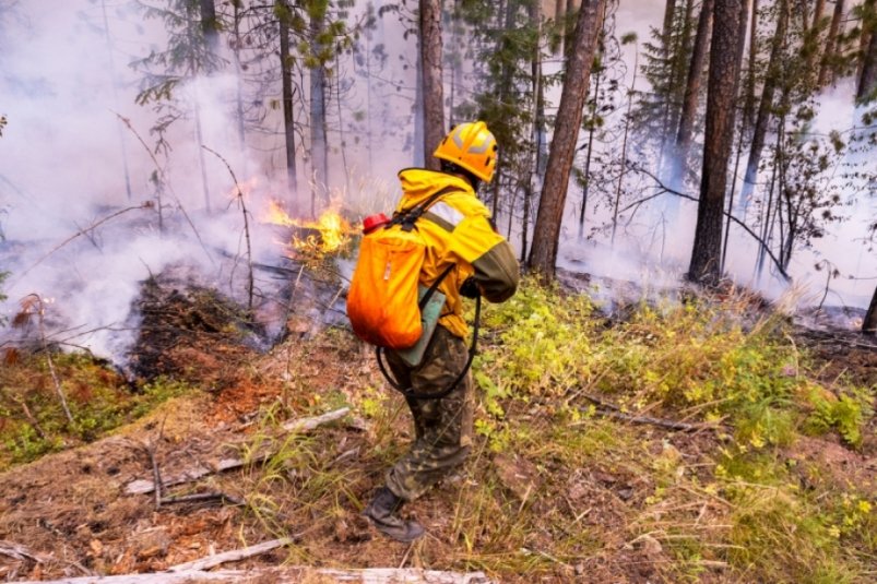 Площадь лесных пожаров за сутки сократилась почти на 9 тысяч га