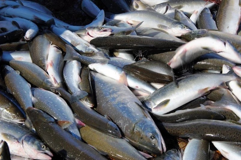 На Колыме за две недели путины поймали первую тысячу тонн красной рыбы