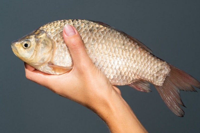Они сожрут вашу печень: речная рыба кишит паразитами – внутри вас может поселиться 