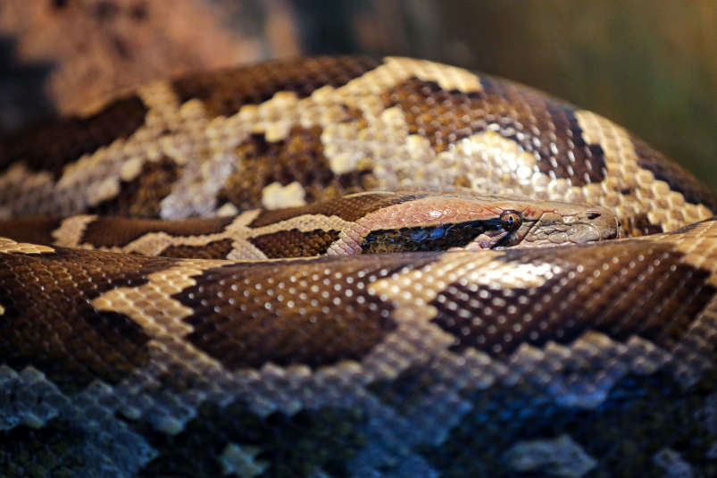 Эксперт рассказала о том, что обязательно нужно знать, если вас укусила змея в Приморье