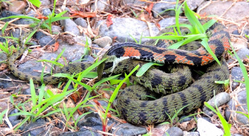 Кого в Приморье змеи кусают чаще всего и где находятся 