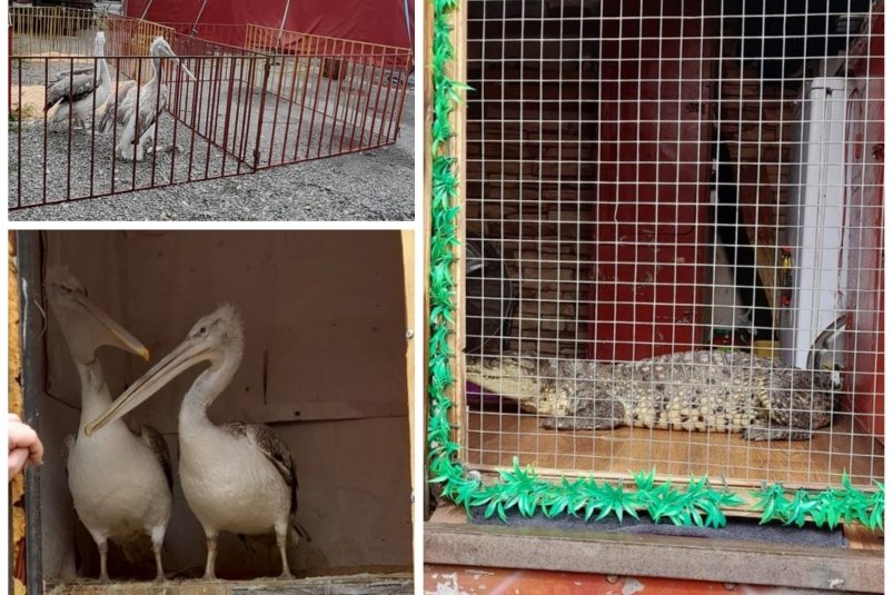 Нарушения при содержании животных в цирке выявила природоохранная прокуратура в ЕАО 