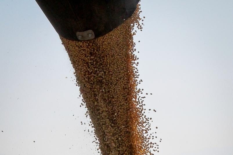 В Приморье объем экспорта зерна увеличился вдвое