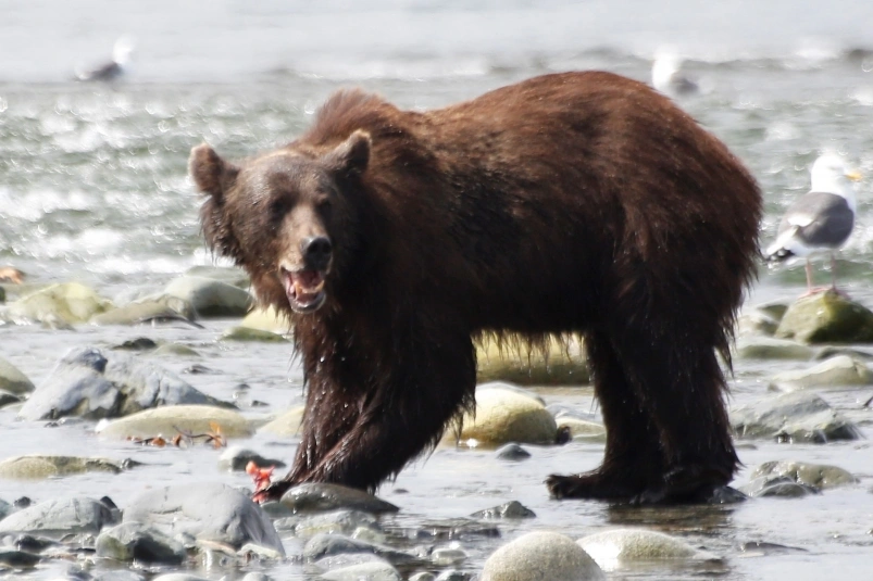 Медведь пробрался во двор частного дома в Усть-Куте