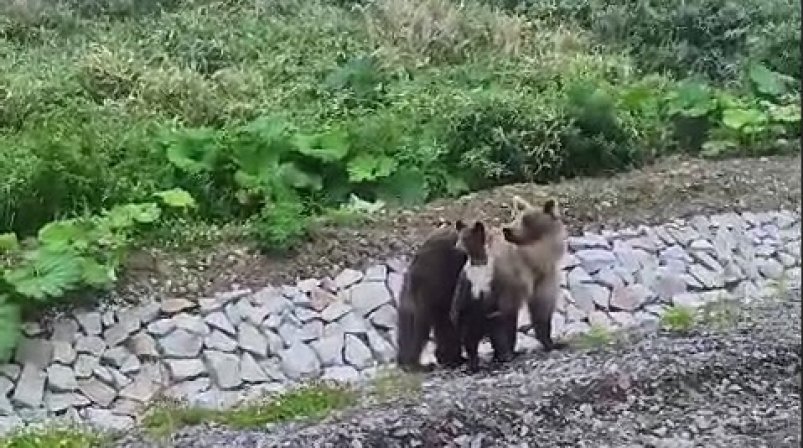 На Курилах отстрелили медведицу и медвежонка, которых прикармливали туристы