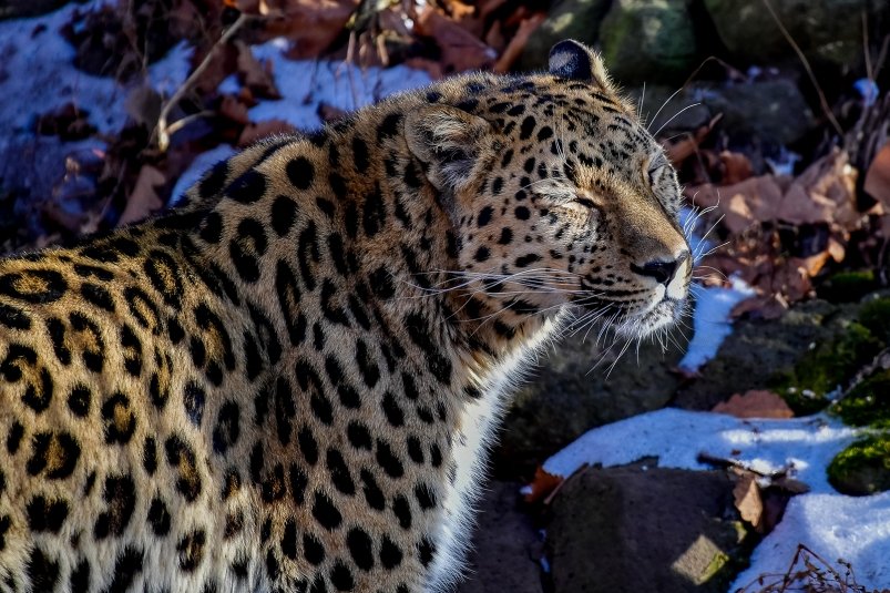 Ночная серенада леопарда попала на видео в Приморье