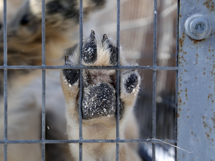 Управлении ветеринарии Бурятии о собачьем законе: Надеемся на справедливое решение