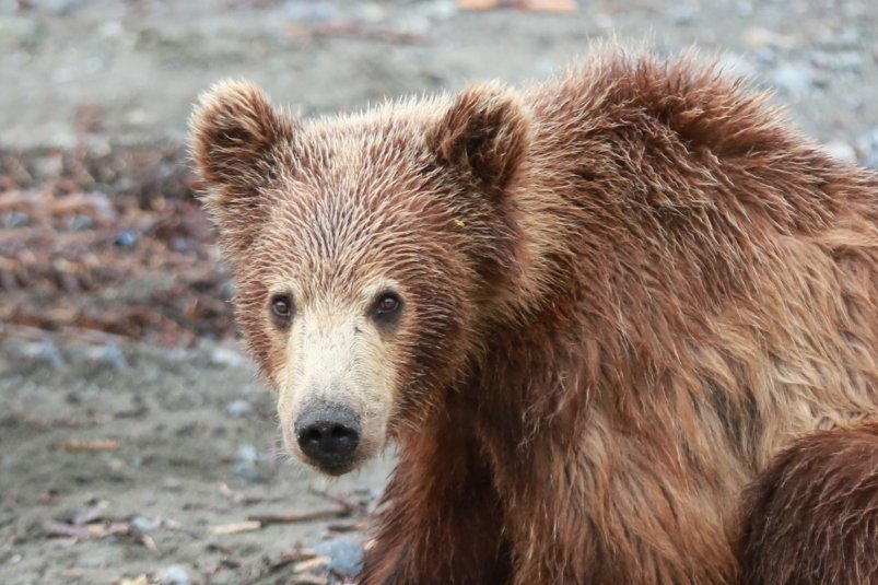 Женщина спугнула семейство медведей на кладбище в Братском районе