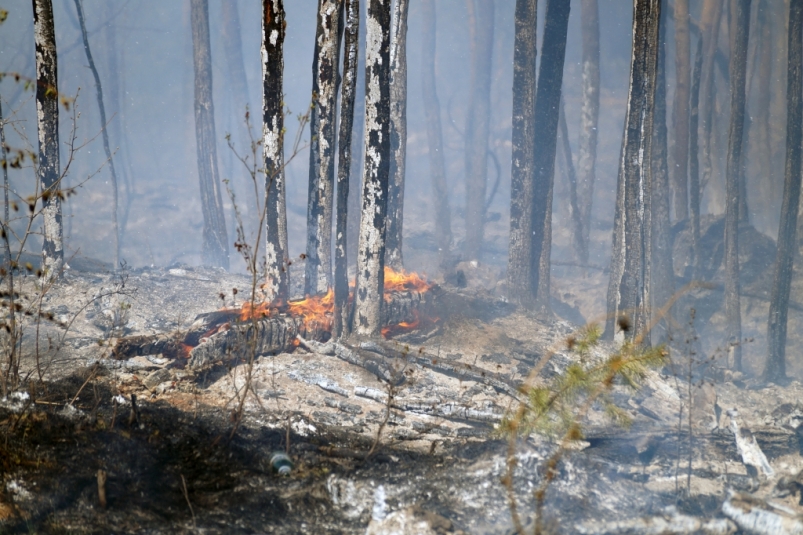 Пик пожароопасного сезона в эти дни проходит в Якутии