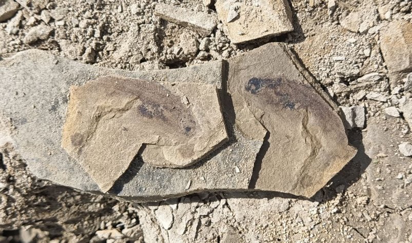 В Иркутской области обнаружили части рыб и тараканов возрастом 180 млн лет