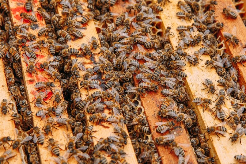 Губернатор Приморья подчеркнул большой потенциал края в развитии пчеловодства