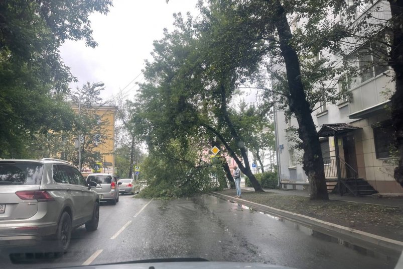 На улице 5-й Армии в Иркутске дерево рухнуло на проезжую часть после ночной грозы