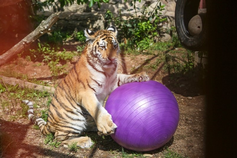 Амурского тигренка Бархата торжественно передали Минскому зооопарку