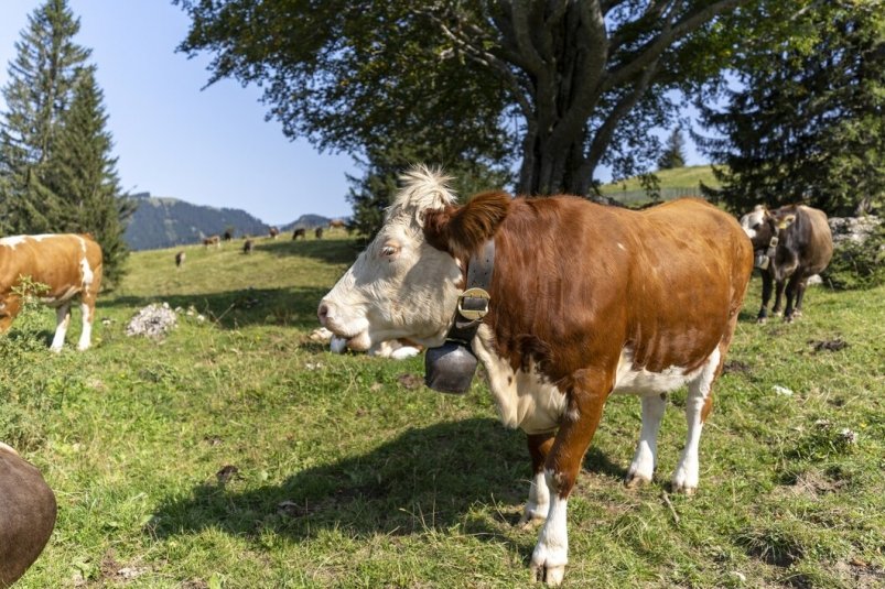 Вспышку лейкоза у крупного рогатого скота выявили в Комсомольске-на-Амуре