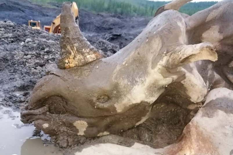 Останки древнего носорога нашли колымские золотодобытчики