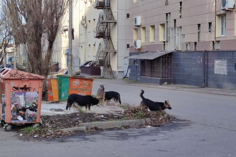 В Якутии организована горячая линия по ответственному обращению с безнадзорными животными