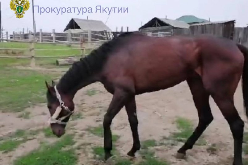 На покупку лошади и ее содержание администрация района потратила 1,5 млн в Якутии