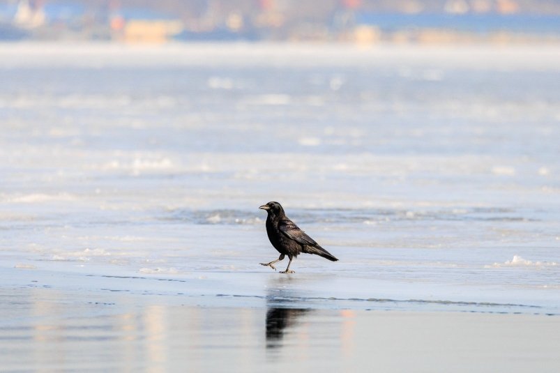 Морозным и снежным обещает быть февраль в ЕАО: прогноз возможных ЧС