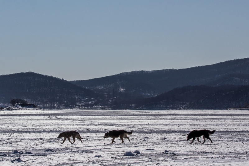 В Якутске перепутали стаю собак с волками