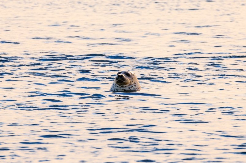 Солнечно, но скользко: антициклон принесёт в Приморье ясную погоду без осадков 20 февраля