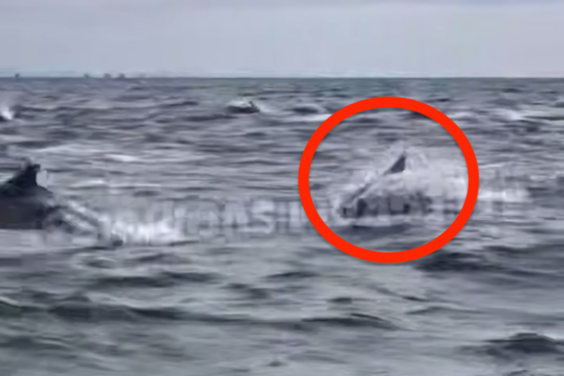 "Прямо за нами": увиденное в море "взбудоражило" приморцев – видео - NakhodkaMedia: Лента новостей, 05.10.2026