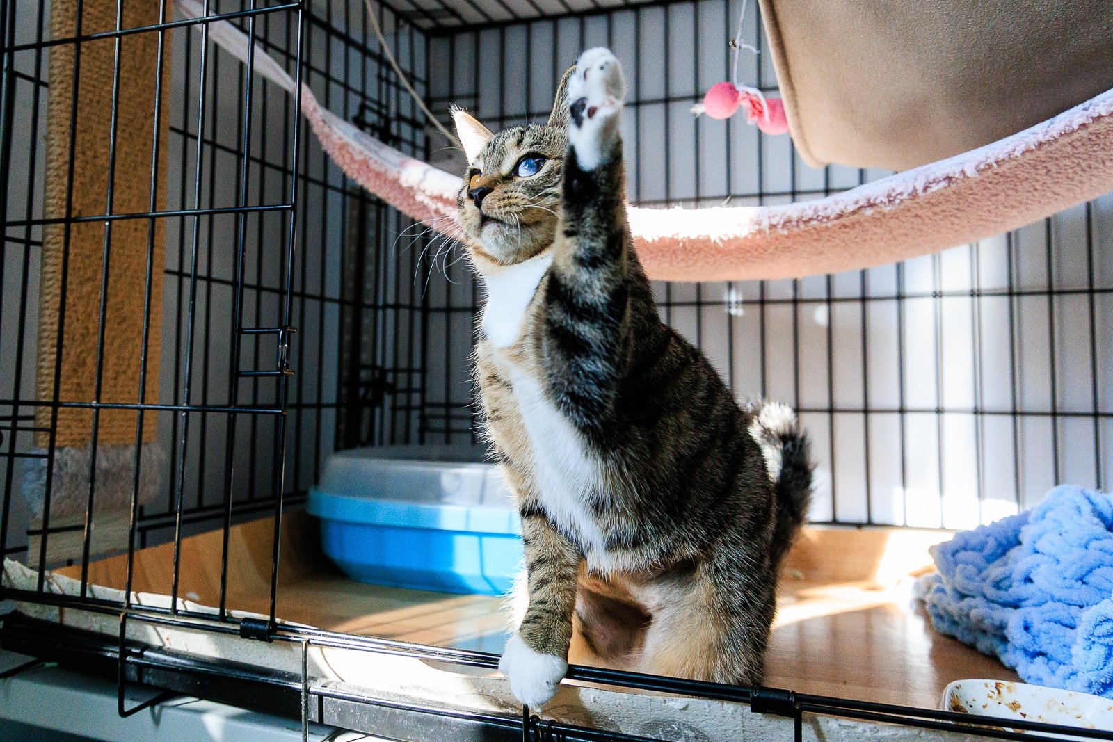 Спинальники, пираты и лига ВИК: истории животных с непростой судьбой в Приморье