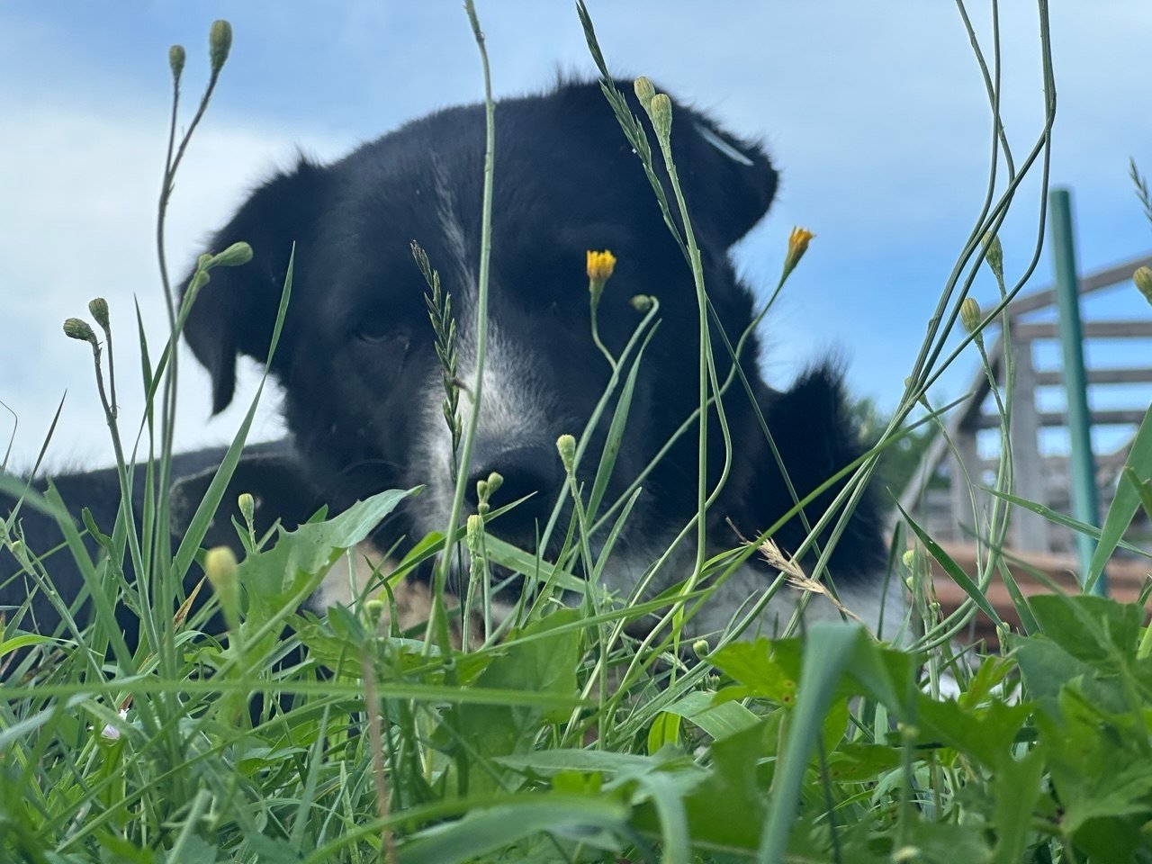 Пушка Предоставлено Юлией