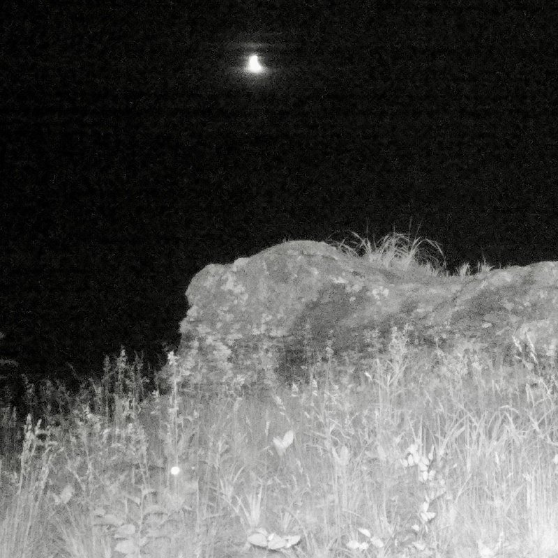Фотоловушка сняла зайца в темное время суток ФГБУ &quotЗемля леопарда&quot