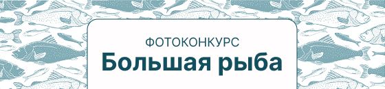 Большая рыба - 2025