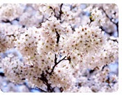image008_01