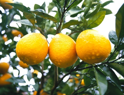 mandarinenplantage_auf_jeju_371900581110012